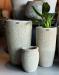 Flora Morumby  - Galeria
