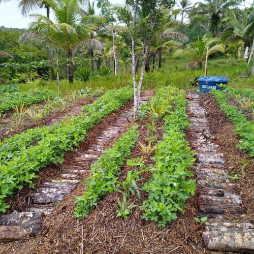 Torrão Cultura Sintrópica - Galeria